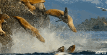 Sea Lion Diving GIF - Sea Lion Diving Jumping In The Water GIFs