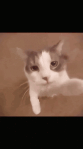 a close up of a grey and white cat looking at the camera .