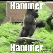 Hammer Hammer Time GIF - Hammer Hammer Time GIFs