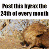 a picture of a squirrel with the words post this hyrax the 24th of every month