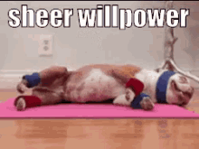 Willpower GIF - Willpower Work Out Working Out GIFs