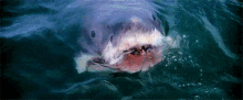 shark jaws attack ocean ambush