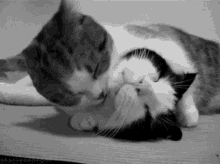 Love And Hugs Cute GIF - Love And Hugs Cute Cat GIFs