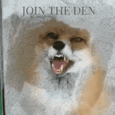 Join The Den Fox GIF - Join The Den Fox GIFs