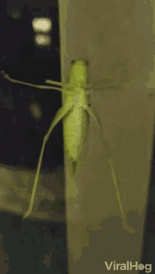 Hi Hello GIF - Hi Hello Grasshopper GIFs