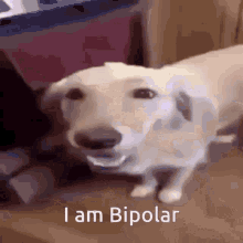 Bipolar Butter Dog GIF - Bipolar Butter Dog Butter Dog GIFs