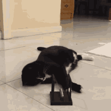 Cat Play Time GIF - Cat Play Time Curious GIFs