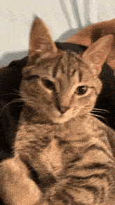 Minnie Cute Cat GIF - Minnie Cute Cat Gloom GIFs
