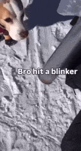 a dog standing in the snow with the words bro hit a blinker