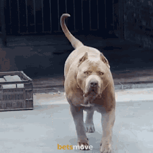 GIF