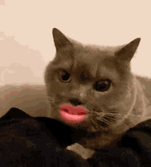 Bobo Cat GIF - Bobo Cat Angry GIFs