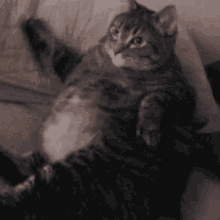 Marvin Cat GIF - Marvin Cat Tabby GIFs