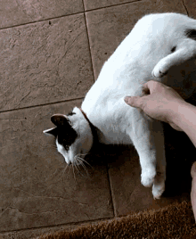 Cat Tickle GIF - Cat Tickle Kick GIFs