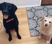 Dogs Look At Eachother GIF - Dogs Look At Eachother Confused GIFs