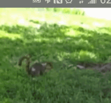Squirrel Back GIF - Squirrel Back Flip GIFs