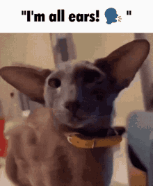Big Ears GIF - Big Ears Cat GIFs