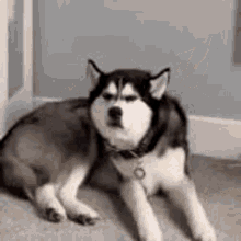 Perro Enfadado GIF - Perro Enfadado GIFs