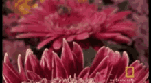 Bugs Bees GIF - Bugs Bees Pollinate GIFs