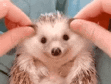 a person is petting a hedgehog with their fingers and it looks like it is smiling .