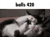 a black and white cat laying on a bed with the words balls 420 below it