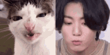 Jungkook Cat GIF - Jungkook Cat Townofgoob GIFs