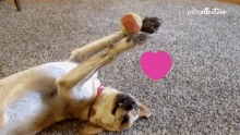 Playing The Pet Collective GIF - Playing The Pet Collective Dog GIFs