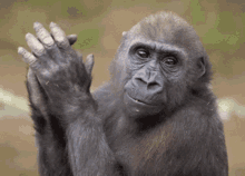 Monkey Clapping GIF - Monkey Clapping Clap GIFs