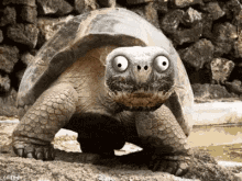 Turtle Cray Cray GIF - Turtle Cray Cray Animal GIFs