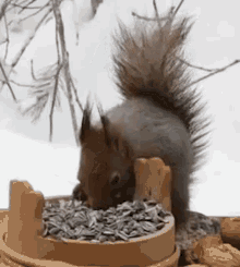 squirrel eat eating