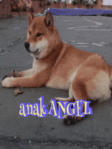 a dog laying on the ground with anak angel written on the side