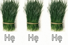 three bunches of green grass on a white background with the words he he he written on them .