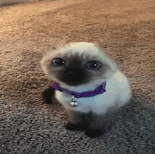 Siamese Cat GIF - Siamese Cat Silly GIFs