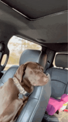 a brown dog is sitting in the back seat of a car looking out the window .