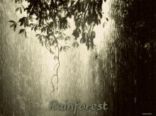Rainforest GIF - Rainforest Rain GIFs