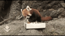 Treats GIF - Red Panda Food Nomnomnom GIFs