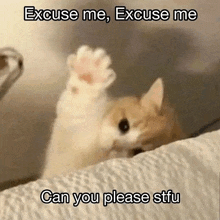 Stfu Meme