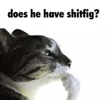 a cat with its paw on its chin and the words " does he have shitfig " below it