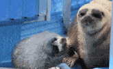 two seals are playing with each other in a blue cage