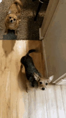 Dogs Wagging Tails GIF - Dogs Wagging Tails Cute GIFs