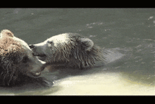two bears are playing in the water and one of them is licking the other