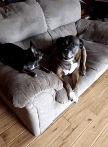 Friends Dog GIF - Friends Dog Excited GIFs