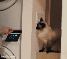 a cat is sitting on a shelf next to a washer and dryer .