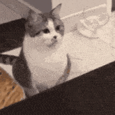 Cat Startled GIF - Cat Startled Shocked GIFs
