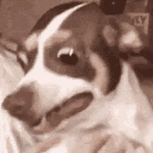 Perro Dog GIF - Perro Dog Deforme GIFs