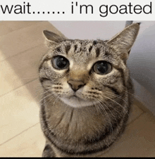 a cat is looking up at the camera with the caption wait i 'm goated