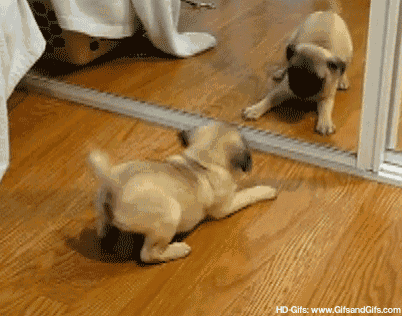 Pug puppy hot sale dancing