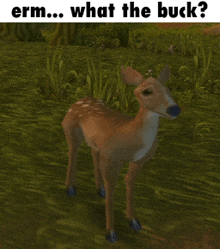 a picture of a deer with the words " what the buck " on the bottom