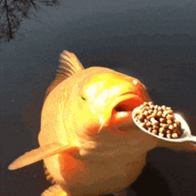 a fish is eating a spoonful of food from a person 's hand