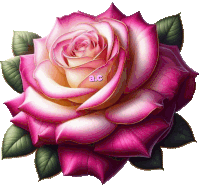 a close up of a pink rose with the letters a.c. on it