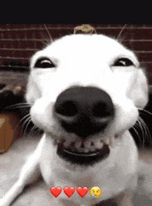 Funnydogs Cute GIF - Funnydogs Cute Smile GIFs